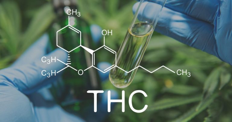 כמו להתניע את המוח: מה THC עושה לגוף שלנו?