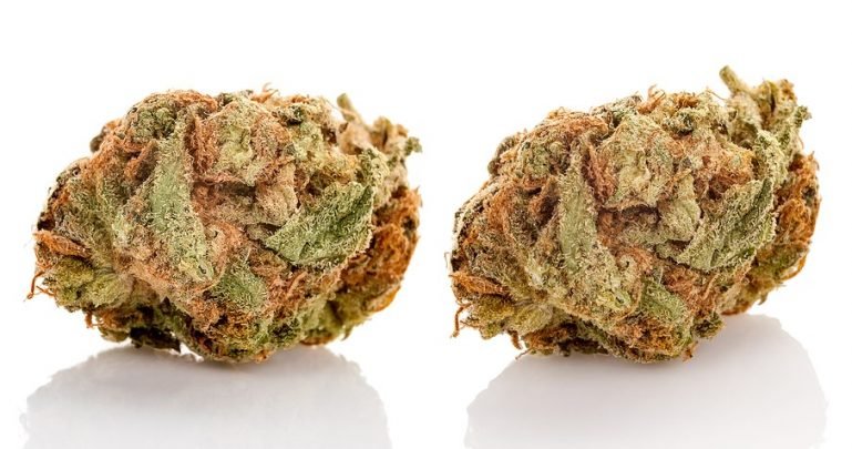 שני פרחים, אותו ריכוז THC – והשפעה אחרת לגמרי. למה?